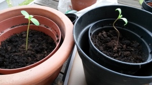 Left: happy sunflower Right: soon-as-happy sunflower